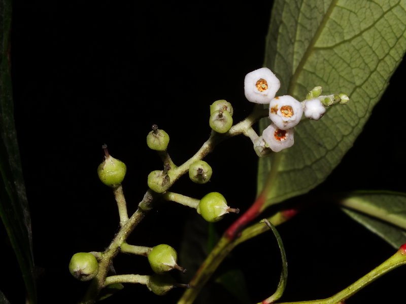 Gaultheria Fragrantissima Eflora Of India